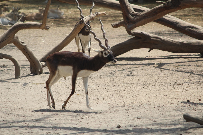 land, horned, musk deer, animals in the wild, sunlight, vertebrate, deer, herbivorous, animal themes, day, plant, animal wildlife, wildlife, no people