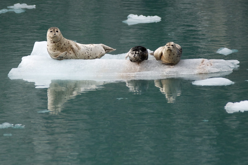 waterfront, relaxation, Coast, animal, Ice, mammal, animals in the wild, reflection, 1080P, animal themes, kenai fjords national park, water, looking