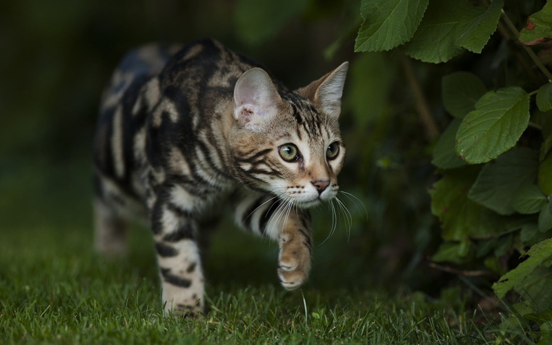 black, animals, domestic cat, whisker, pets, tiger, nature, outdoors, brown, pet, cat, mammal, grass, vertebrate, green eyes, plant, animal, domestic, 1080P