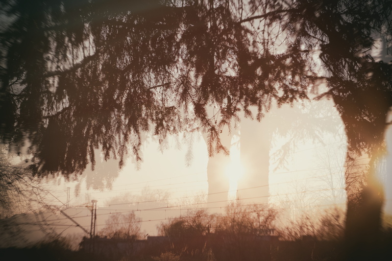 sunset, pine trees, filter, calm, landscape, double exposure, 4K