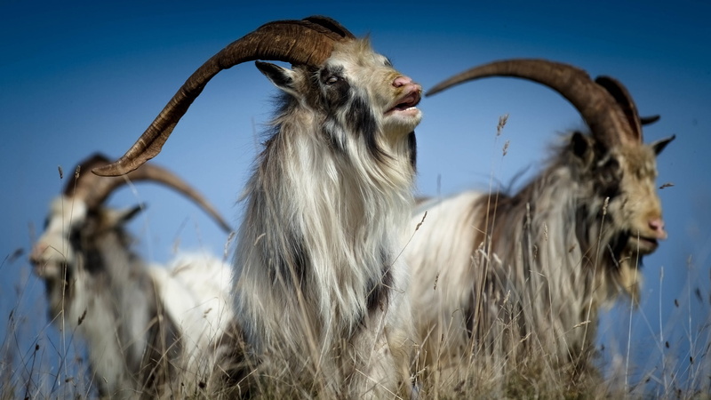 hd, goat, animals, 2K