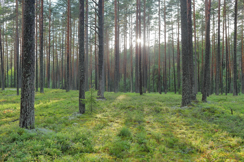 wilderness, non-urban scene, green color, sunshine, no people, land, pine woodland, rays, plant, outdoors, 5K, tree trunk, beauty in nature, pine tree