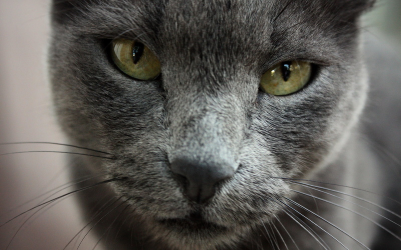 cat, coated, blue, gree eyes, russian, russian blue cat, 4K, close up, gorgeous, silver, short