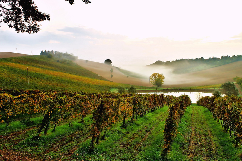 sky, fog, 1080P, morning, grass, gree, Italy, pond, vineyard, field, hills