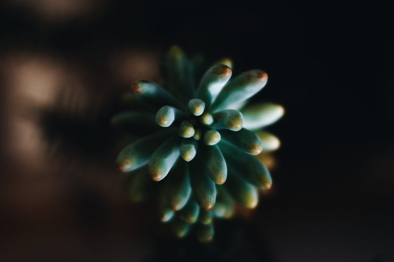tree, style, rural, wellbeing, food, flowering plant, plant, suculenta, naturelife, gree, freshness, flower, fruit, black background, ruralliving, selective focus