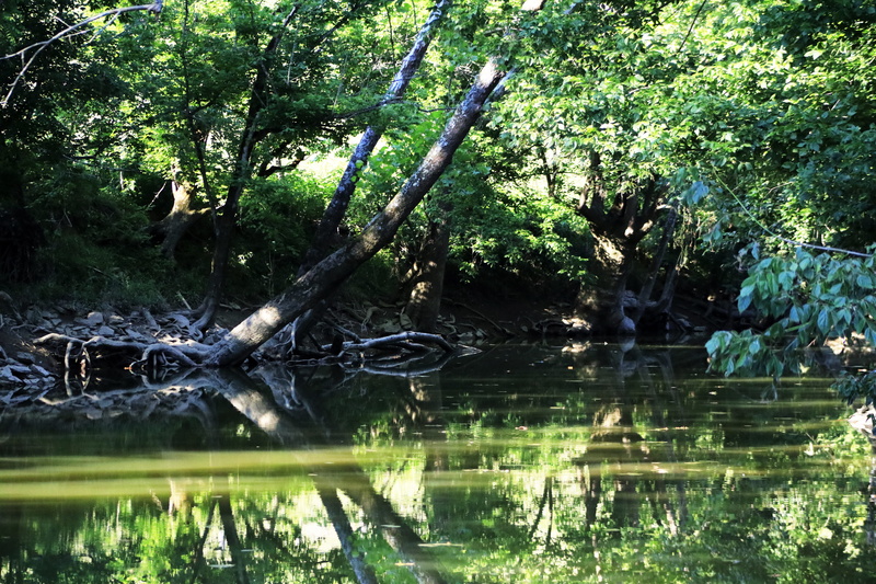 beauty in nature, stumps, fishing, forest, leaves, creek, cover, lake, day, peaceful, growth, scenics - nature, swamp, peace, fish, outdoors