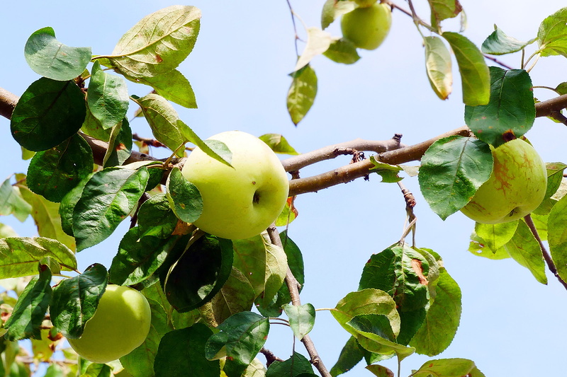close-up, growth, apple - fruit, branch, wild, plant part, golden apple, nature, types of gree apples, ripe, golden, apple tree, low angle view, apple photos