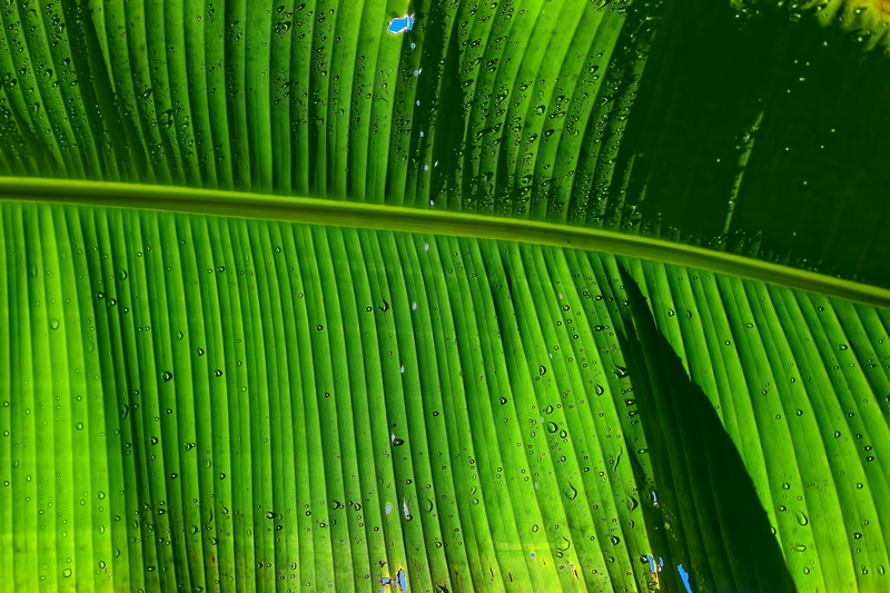 palm leaf, banana, plant, day, full frame, purity, freshness, droplets, green color, plant part, drop, shadow, 5K, nature, growth, no people, wet, leaf