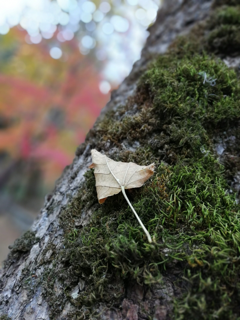 tree, minimal, change, selective focus, close-up, rock, nature, no people, leaf, plant, fungus, georgia, mushroom, day, plant part, bark, beauty in nature