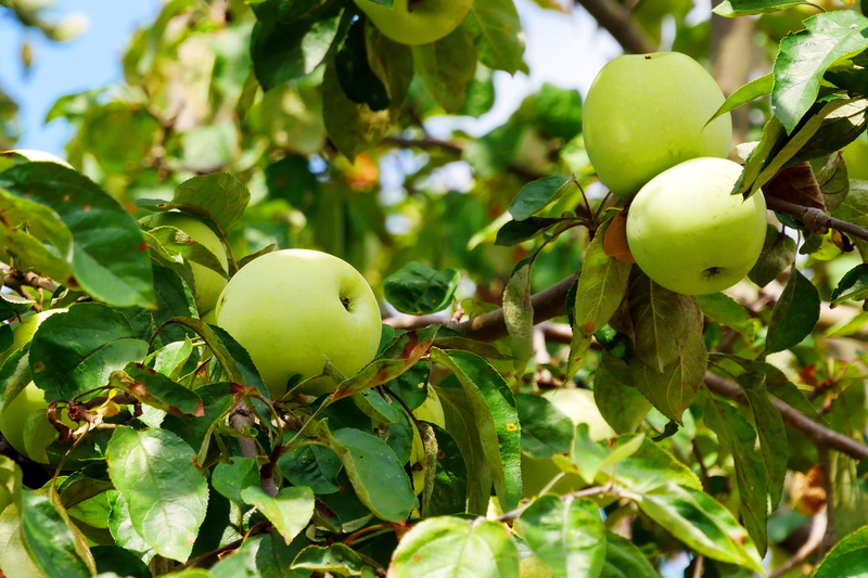 apple photos, plant part, yellow, leaf, branch, growth, apple, healthy eating, apple pic, tree, 1080P, agriculture, fruit, picture of apple, green color