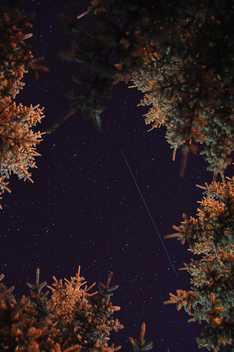 starry, growth, nights, low angle view, night, 5K, plant, gree, leaf, brown, sky, looking up, orange, starlight, branch, no people, trees, angle, beauty in nature