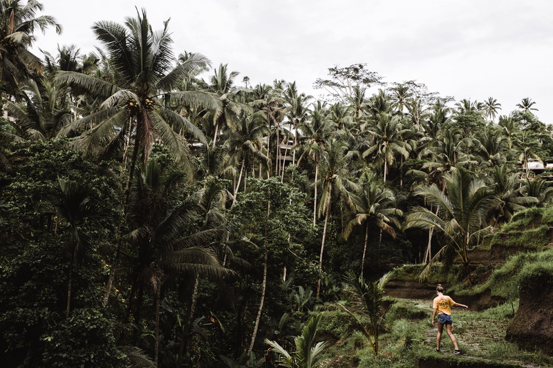southeast asium, explore, trees, women, green, people, tropical Climate, landscape, hiking, rural Scene, 5K, island, coconut, growth, tegallang, footpath
