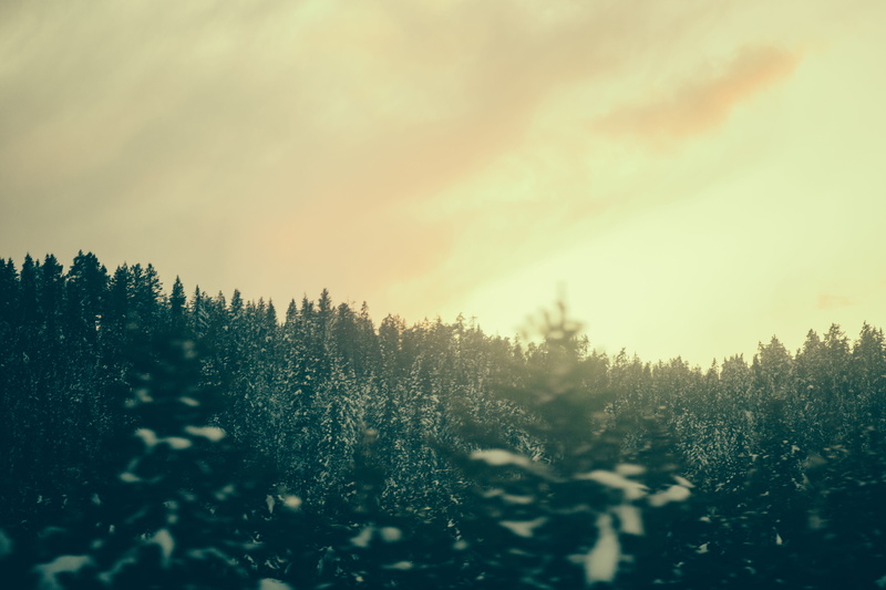 tranquil scene, beauty in nature, tree, growth, day, no people, land, sky, 5K, ice, nature, forest, winters, jungle, winter, gree, tranquility, cold temperature