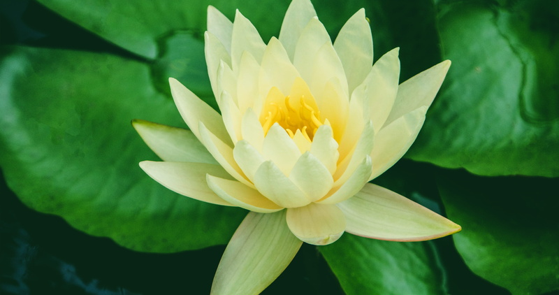 water, san diego, leaf, yellow, pollen, beauty in nature, fragility, no people, outdoors, lotus, united states, flower head, inflorescence, flowering plant