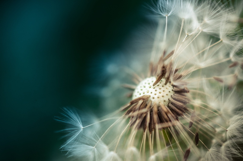 outdoors, soft focus, selective focus, inflorescence, dandelion, softness, plant, uncultivated, yellow, growth, flower, pollen, white color, close-up, blue