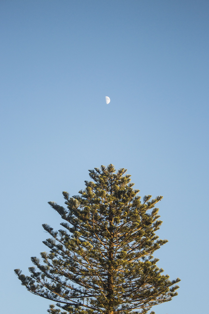 tranquility, beauty in nature, outdoors, low angle view, copy space, branch, berkeley, planetary moon, treetop, growth, sky, no people, crescent, clear sky