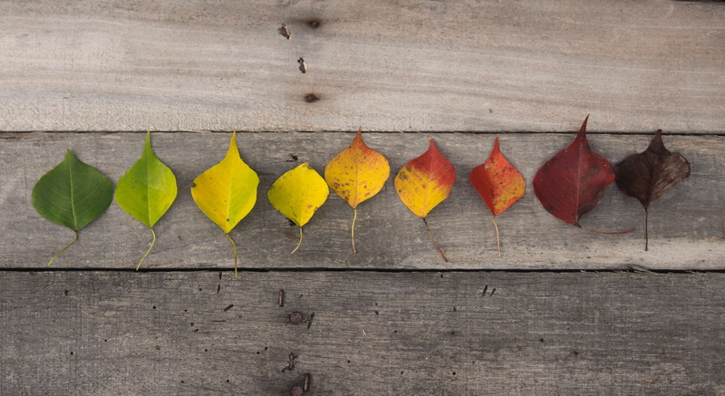 in a row, variation, wood - material, 4K, fall colors, table, hanging, directly above, nature, yellow, arrangement, no people, wood background, fall leaves