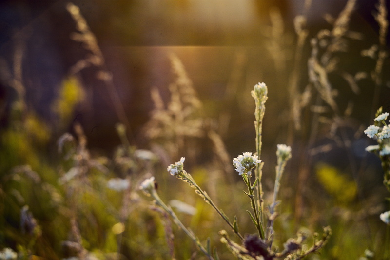 kamyanets-podilskyi, field, flowering plant, selective focus, grass, yellow, flowerbed, no people, tranquility, freshness, gree, sunlight, 5K, outdoors