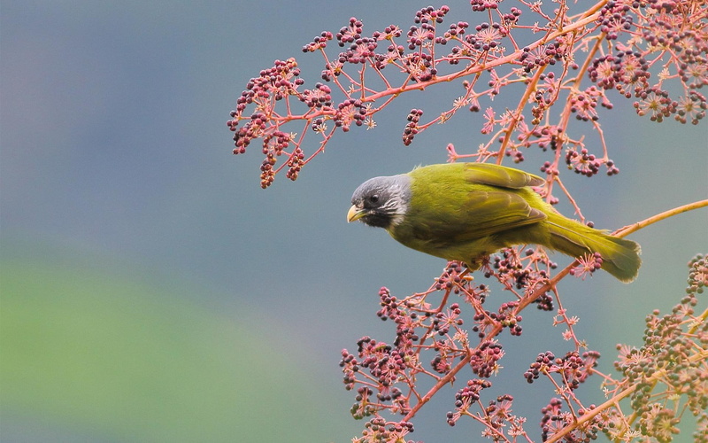 yellow, beautiful, beaked, birds, nature, animals, gray, bird, green, 1080P