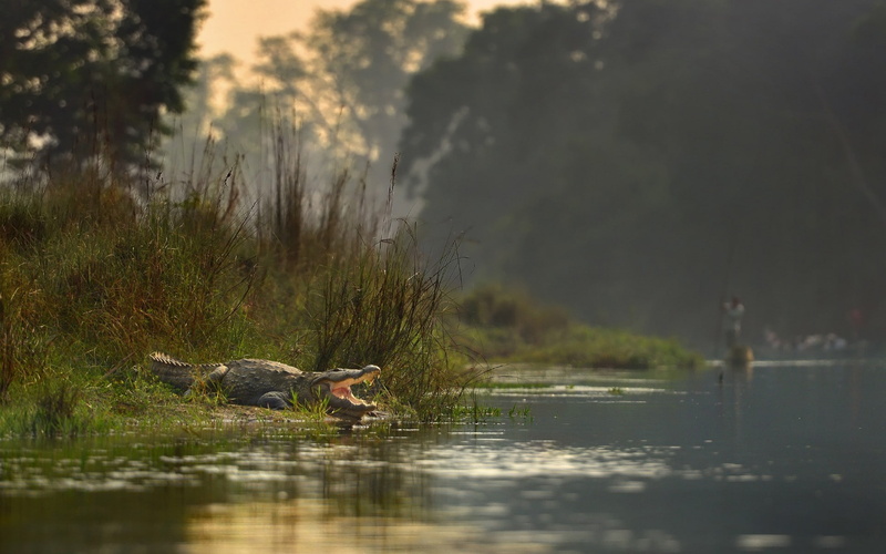 1080P, Nepal, landscape, lake, forest, nature, Chitwan-Nationalpark