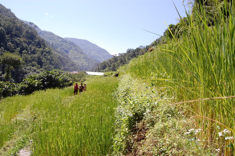 sky, domestic animals, nature, 2K, pets, plant, tree, tranquility, beauty in nature, environment, asian, nepali, scenics - nature, land, grain, nepalese