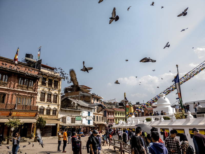 bird, real people, nature, group of people, building exterior, architecture, 4K, lifestyles, animals in the wild, flock of birds, animal wildlife, flying