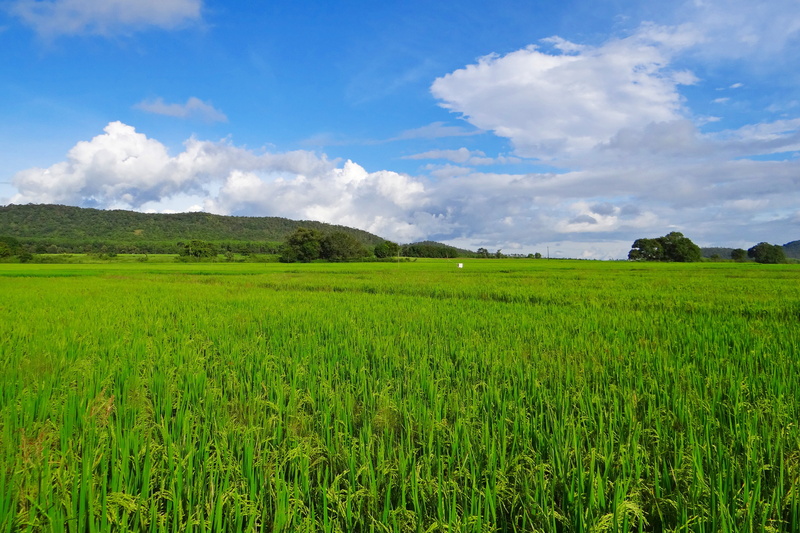 clouds, cultivation, field, day, tranquility, grass, cloudy, cultivated, plant, landscape, karnataka, countryside, paddy, land, farmland, beauty in nature