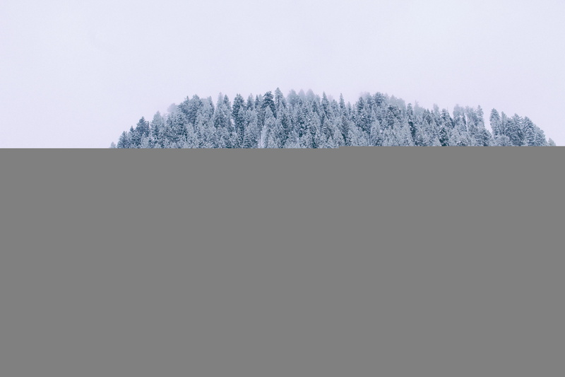 cold temperature, land, beautiful, winter, tree, animals, rocks, coniferous tree, tourism, tranquil scene, beauty in nature, outdoor, mountain, tranquility