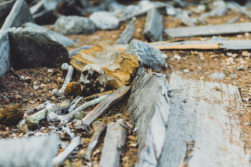 close-up, land, animal themes, wood, leaf, vulnerability, winter, dry, plant part, graveyard, 5K, wood - material, field, bones, autumn, cold temperature
