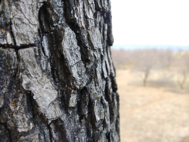 rough, natural, 4K, land, tree trunk, winter, pattern, field, mountain, textured effect, high, summer, scenic, india, snow, hiking, journey, srinagar