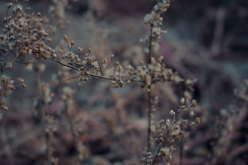 wildflowers, branch, close-up, nature, fragility, food and drink, ferns, plant, growth, land, food, day, dry, no people, 5K, flowering plant, srinagar