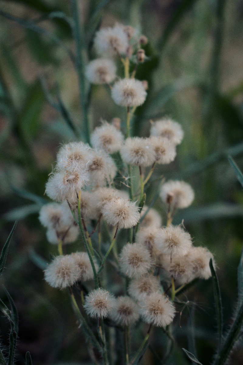 white, inflorescence, day, fragility, land, wildflower, white color, focus on foreground, nature, wild flowers, softness, srinagar, selective focus, dandelion