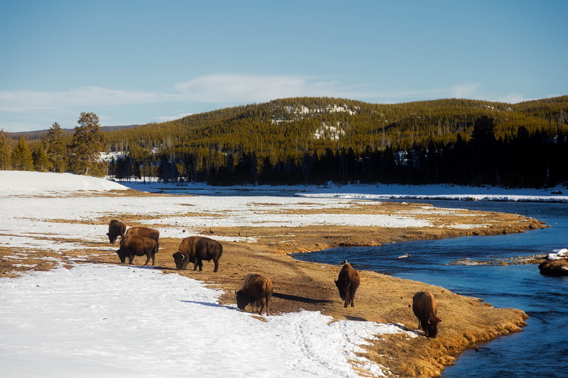 ice, travel, forest, national park, vertebrate, wildlife, animals in the wild, country, domestic animals, outdoors, valley, 1080P, wilderness, beauty in nature