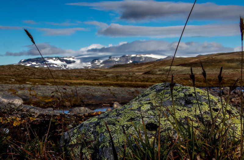 no people, land, scenics - nature, rock, 4K, moss, plant, tranquility, nasjonalpark, hardangervidda, mountain, landscape, sky, beauty in nature, day, environment