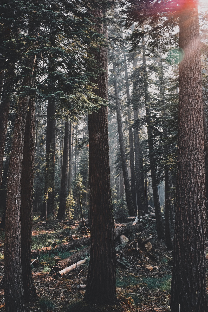 grass, explore, field, green, hiking, land, naturephotogrpahy, scenics - nature, redwood, ray, outdoors, yosemite, tranquility, tranquil scene, coniferous tree