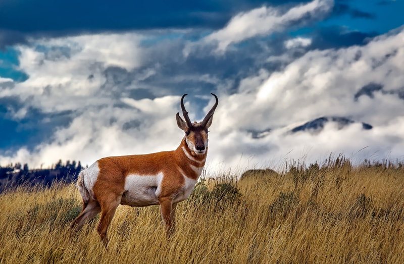 Wyoming, Landscape, nationalpark, Animals, horned, deer, Wild, wildlife, sky, animal themes, Outdoors, animal wildlife, Clouds, one animal, Plants, standing