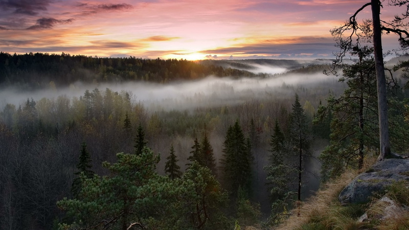 landscape, dawn, national park, tranquility, growth, non-urban scene, forest, nuuksio national park, water, environment, coniferous tree, fir forest, woodland