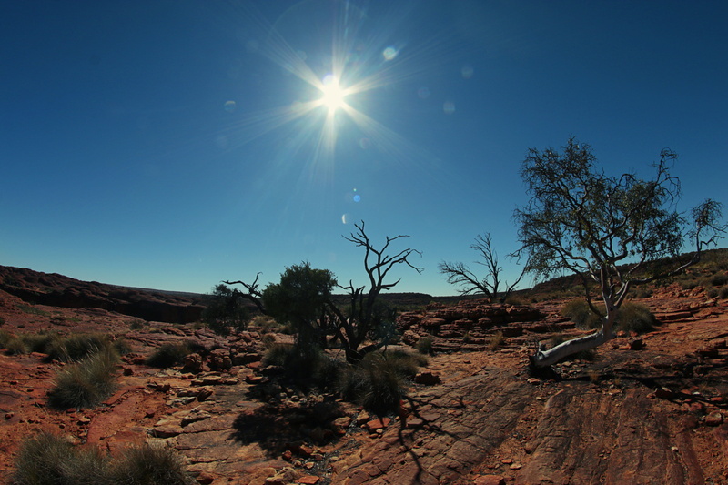 bright, tranquility, flare, sky, australia, wood, beauty in nature, day, sand, lens flare, environment, red, growth, northern territory, no people, kata-tjuta-nationalpark