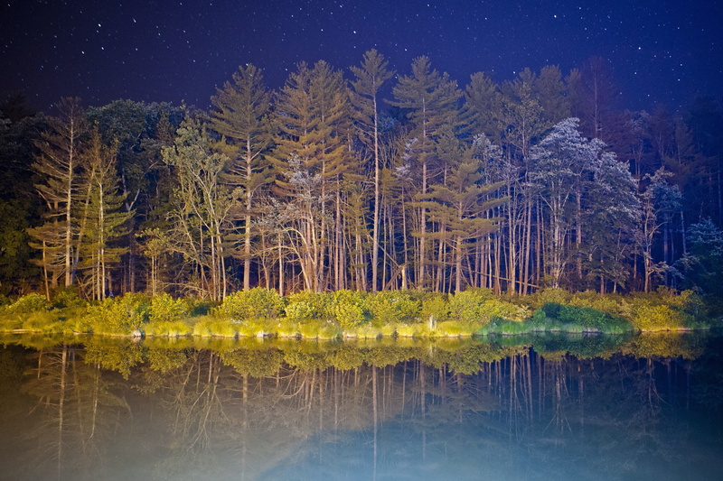 growth, green, pine tree, Nexus, KitKat, land, Night, leafed, Android, standing water, reflection, the bushes, water, trees, light, 4K, nature, beauty in nature
