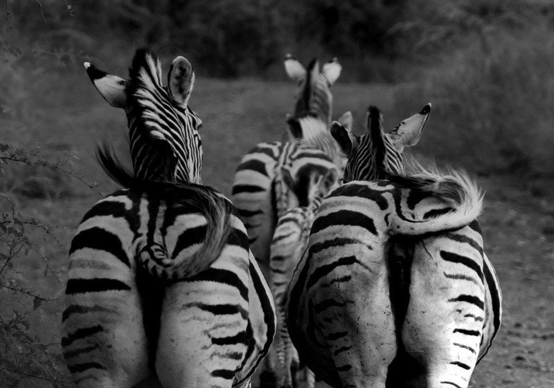 land, field, animal wildlife, group of animals, nature, 2K, monochrome, outdoors, zoology, rear view, zebra buttocks, mammal, animal themes, vertebrate