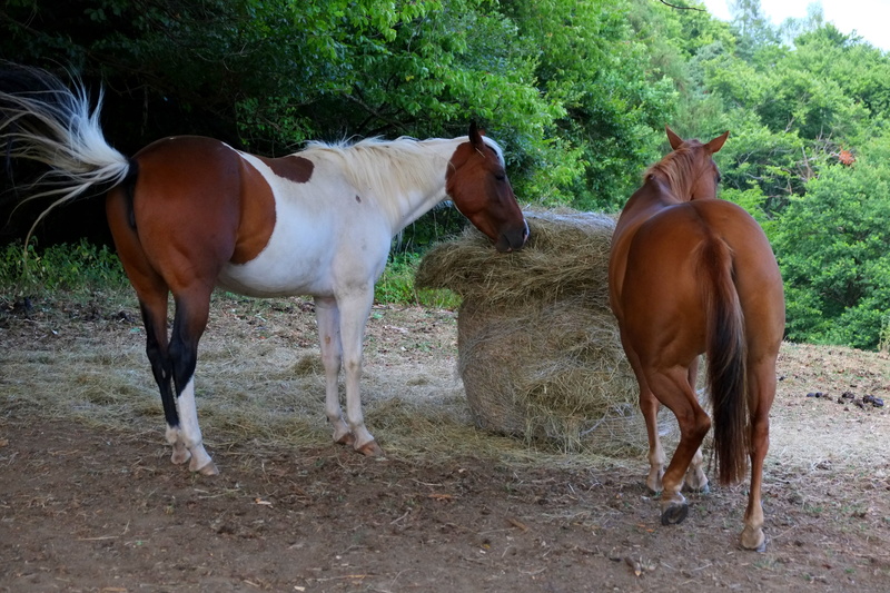 outdoors, pasture, vertebrate, no people, from the rear, animals, animal wildlife, animal, animal themes, domestic animals, 4K, horses, for two, herbivorous