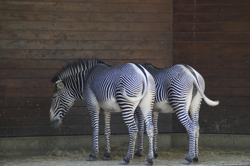 5K, herbivorous, animal wildlife, two, zebra, animal markings, nature, mammal, vertebrate, black and white, buttocks, zebras, black, from the rear, stripes