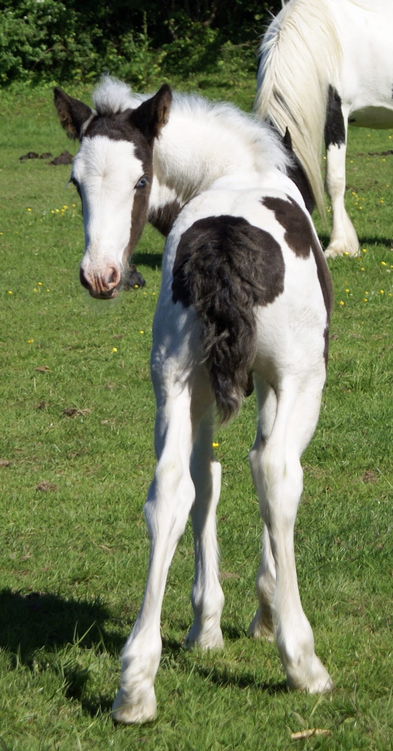 black, outdoors, livestock, land, white, butt, colt, horse, mammal, bum, buttocks, herbivorous, mane, group of animals, equine, small, domestic animals