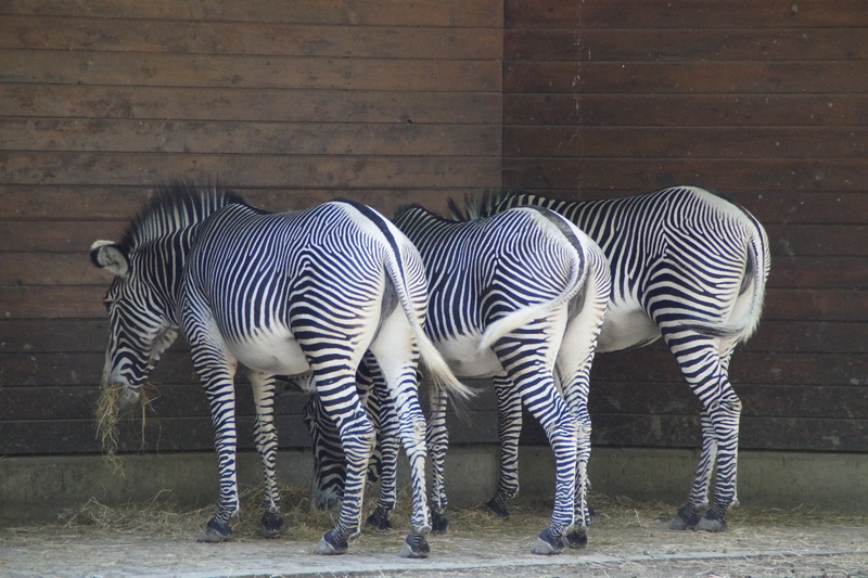 structure, side by side, mammal, corner, animals, zebra, white, herd, domestic animals, vertebrate, series, plains zebra, drawing, striped, animal wildlife