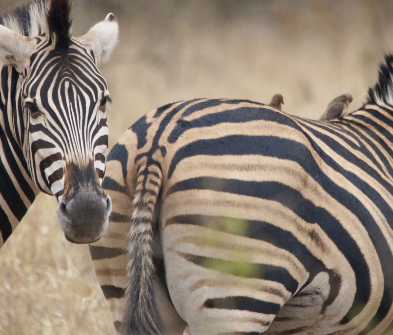 no people, zebra, outdoors, two animals, tourism, animal wildlife, mammal, herd, natural pattern, 2K, travel destinations, safari, domestic animals, buttocks