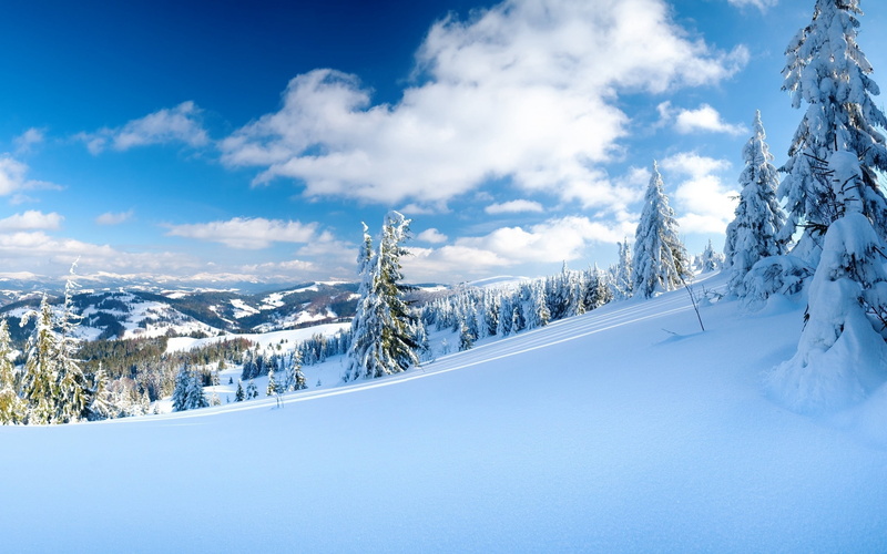 skiing, woodland, spruce Tree, frozen, tranquility, mountain-skiing, vacations, idyllic, non-Urban Scene, trees, mountains, season, snowcapped mountain