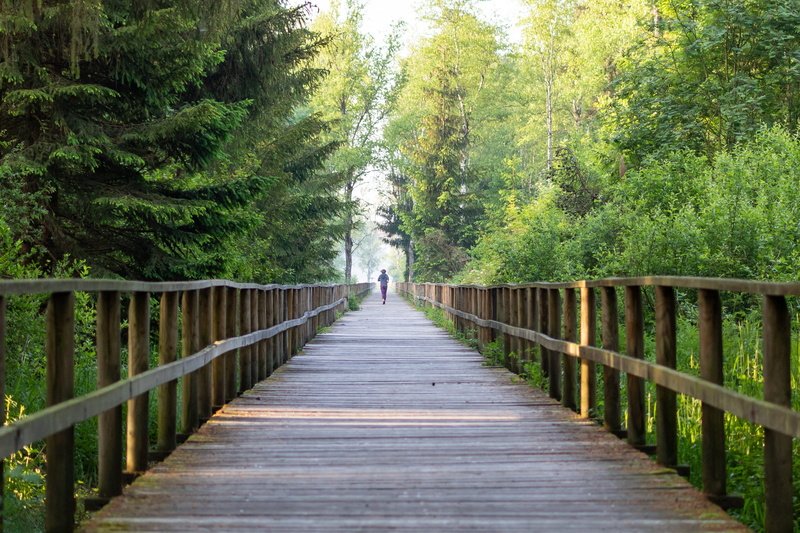 sport, morning, the way forward, health, forest, away, one person, 2K, bridge, day, walking, direction, just, wood - material, outdoors, growth, tree