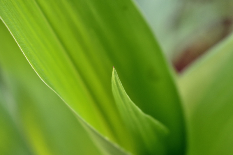 natural pattern, plant part, green color, plant, backgrounds, growth, tropical climate, nature, no people, leaves, outdoors, botany, close-up, beauty in nature