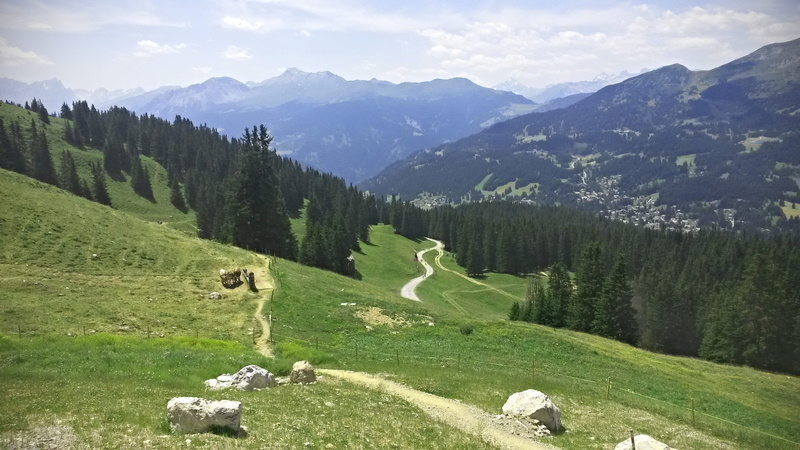 graubunden, mountain, day, cows, grison, tranquil scene, green color, tree, plant, animal, lenzerheide, mammal, tranquility, landscape, scenics - nature