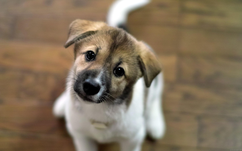animal, interest, tricolor, puppy, looking, short, coat, dog, 2K